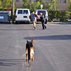 Odin Running