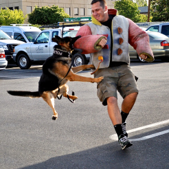 Odin Bite